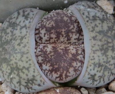 lithops lesliei venteri