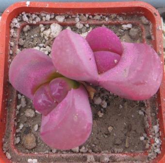 lithops optica rubra