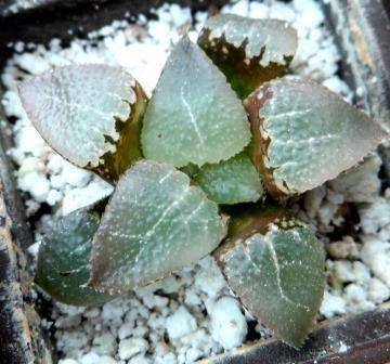 Haworthia comptoniana Glass Compto ex Japan