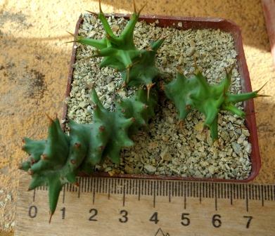 euphorbia tortirama