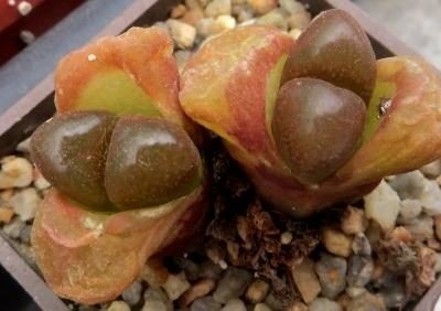 Conophytum (Ophthalmophyllum) verrucosum, Maansepan, CoP353-07