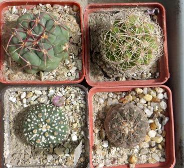 cactus mix 4 pослини
