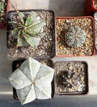 cactus mix 4 pослини