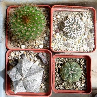 cactus mix 4 pослини