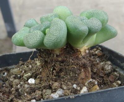 aloinopsis schooneesii caudex