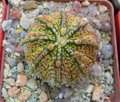 astrophytum super kabuto gold
