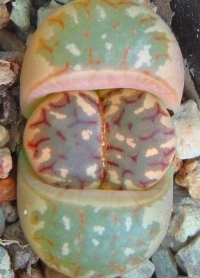 lithops dorotheae