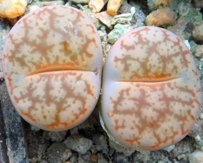 Lithops pseudotruncatella ssp. volkii -C 069