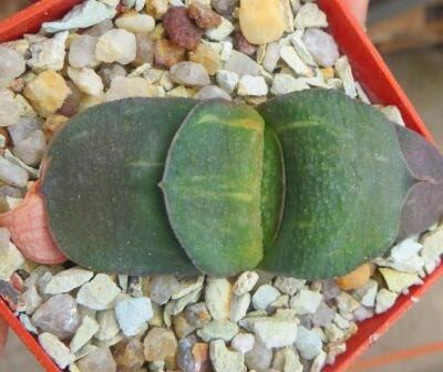 gasteria armstrongii variegata  Renni Wong