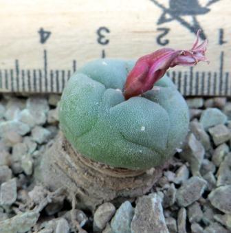 lophophora diffusa koehresii