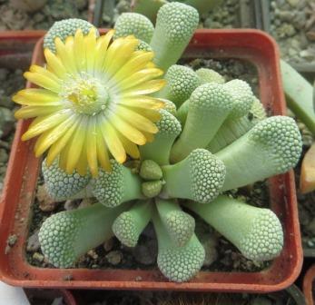 titanopsis primosii