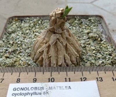 gonolobus cyclophyllus