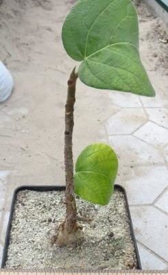 ficus aff palmeri