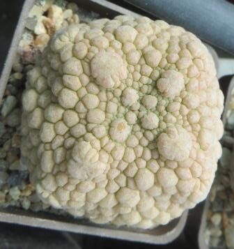 pseudolithos eylensis