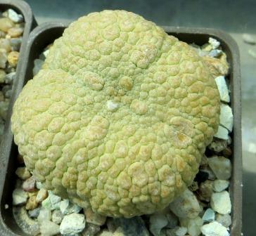 pseudolithos eylensis