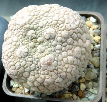 pseudolithos eylensis