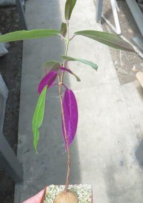 petopentia natalensis