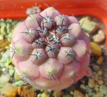 copiapoa lizard skin x montana FR 522