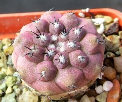 copiapoa lizard skin x montana FR 522