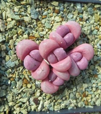 lithops meyeri hammeruby 5 heads