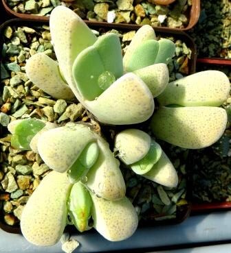 cheredopsis pilansii elisore багато голів