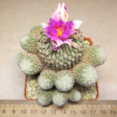 pelecyphora aselliformis  own root