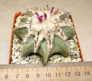 aztekium hintonii own root