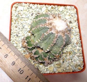 aztekium ritteri own root