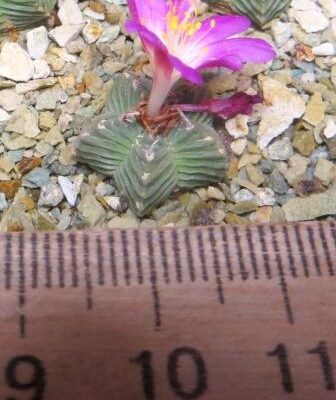 aztekium valdezii own root