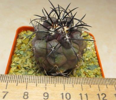 copiapoa griseoviolacea own root