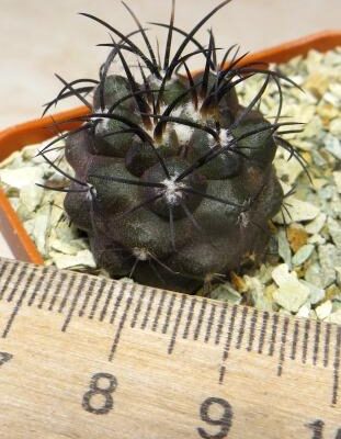 copiapoa griseoviolacea own root