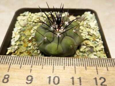 copiapoa cinerea tenebrosa own root