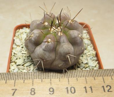 copiapoa cinerea albispina MR 1037 own root