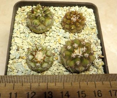 8377 MG copiapoa columna alba 4 plants own root