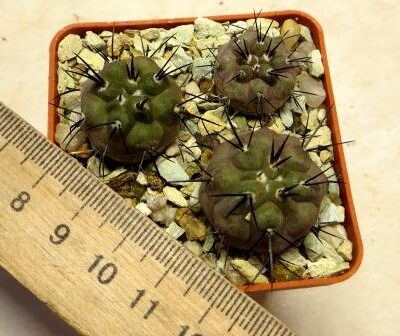copiapoa dealbata own root   3 plants