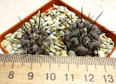 copiapoa dealbata pinta lobos own root 2 plants