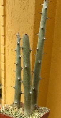 alluaudia dumosa