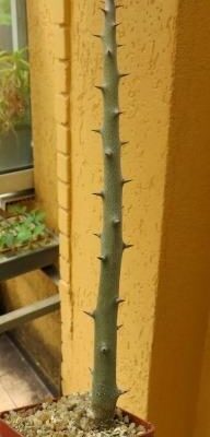 alluaudia dumosa