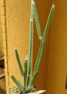 seyrigia humbertii