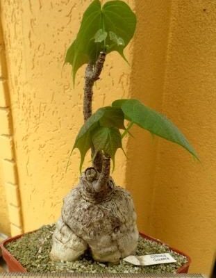 sterculia colorata