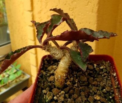 euphorbia francoisii crassicaulis