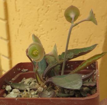 euphorbia francoisii ізумрудна