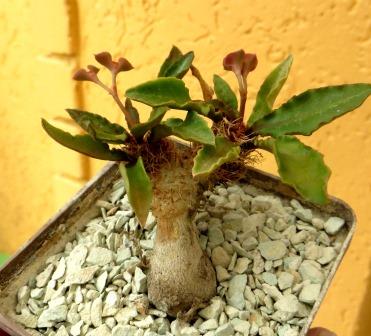 euphorbia francoisii ізумрудна