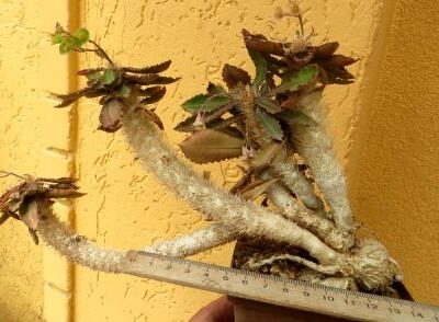 euphorbia francoisii crassicaulis classic