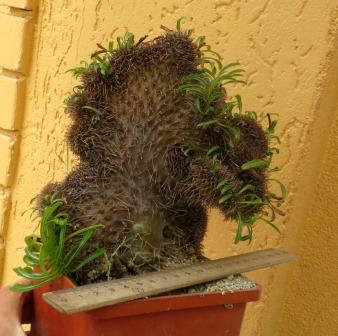 pachypodium lamerei cristata