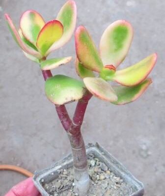 crassula variegated