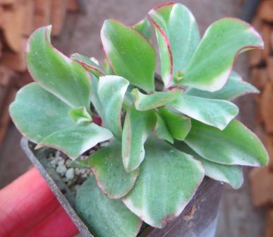 crassula variegata