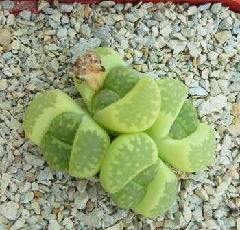 lithops julii fulleri green 4 голови