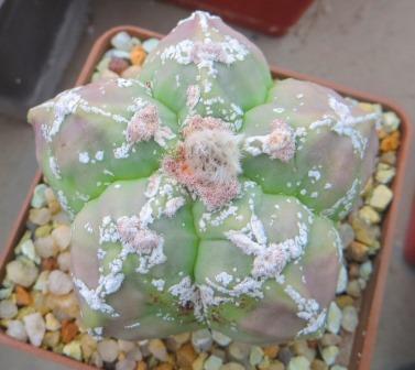 astrophytum hakujo own root