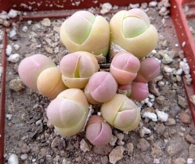 gibbaeum heathii